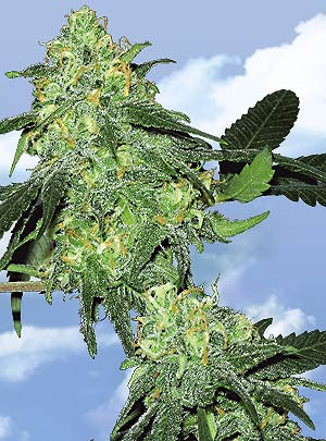 Flying Dutchmen Skunk Classic female Seeds Flying Dutchmen Skunk Classic female Seeds