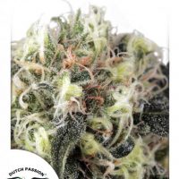 Dutch Passion Snow Bud female Seeds  