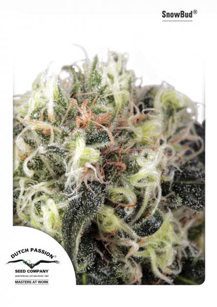 Dutch Passion Snow Bud female Seeds Dutch Passion Snow Bud female Seeds