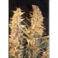 Female seeds company Skunk Special  