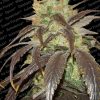 Paradise Seeds Sensi Star female Paradise Seeds Sensi Star female
