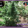 Heavyweight Seeds Auto 2 Fast 2 Vast female Seeds  
