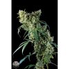 Dinafem Strawberry Amnesia female Seeds  