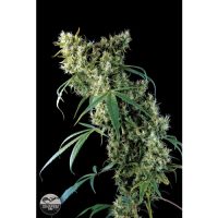 Dinafem Super Silver female Seeds  