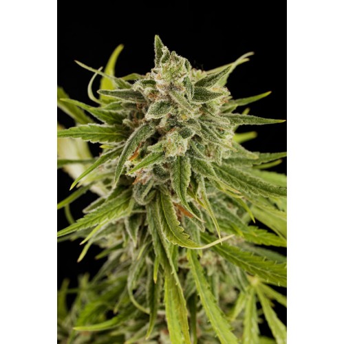 Dinafem Sweet Deep Grapefruit female Seeds Dinafem Sweet Deep Grapefruit female Seeds