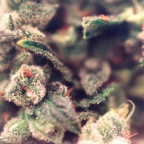 Female seeds company Skunk Special Female seeds company Skunk Special