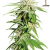 Barney's FarmSin Tra Bajo Auto female Seeds Barney's FarmSin Tra Bajo Auto female Seeds
