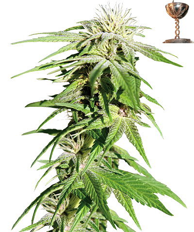 Barney's Farm Sweet Tooth Auto female Seeds Barney's Farm Sweet Tooth Auto female Seeds