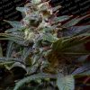 Paradise Seeds Vertigo Automatic female  