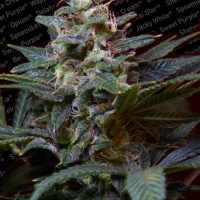 Paradise Seeds Sweet Purple female  