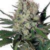 Buddha Seeds Red Dwarf Auto female Seeds  