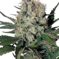 Buddha Seeds Syrup Auto female Seeds  