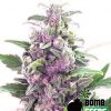 Bomb Seeds THC Bomb Bomb Seeds THC Bomb