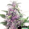Bomb Seeds Medi Bomb #2 Bomb Seeds Medi Bomb #2