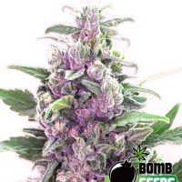 Bomb Seeds THC Bomb  