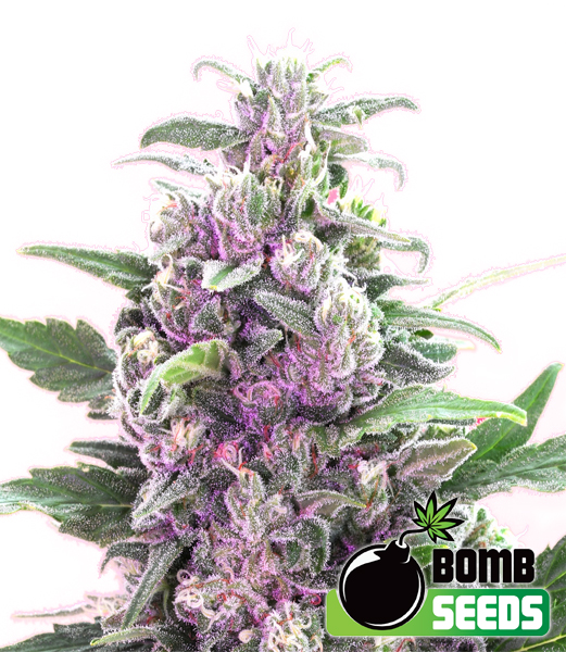 Bomb Seeds THC Bomb Bomb Seeds THC Bomb