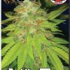 Big Buddha Seeds The Kali female Seeds  