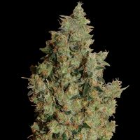 Barney's Farm Tangerine Dream female Seeds  