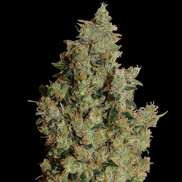 Barney's Farm Tangerine Dream female Seeds Barney's Farm Tangerine Dream female Seeds