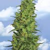 Flying Dutchmen Skunk Classic female Seeds Flying Dutchmen Skunk Classic female Seeds
