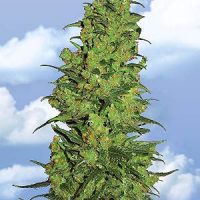 Flying Dutchmen Temple Haze female Seeds  