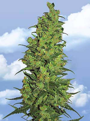 Flying Dutchmen Temple Haze female Seeds Flying Dutchmen Temple Haze female Seeds