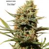 Dutch Passion The Ultimate female Seeds Dutch Passion The Ultimate female Seeds
