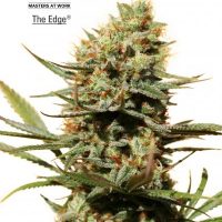 Dutch Passion The Edge female Seeds  