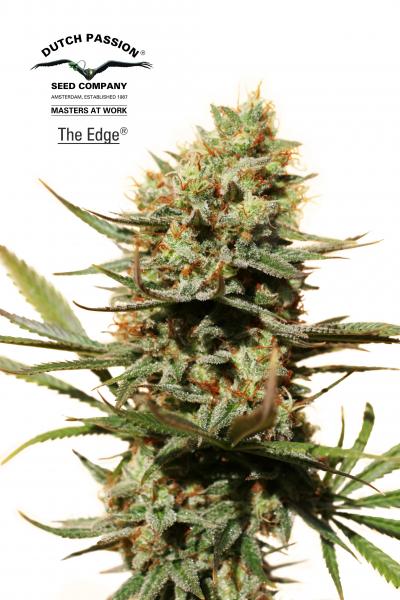 Dutch Passion The Edge female Seeds Dutch Passion The Edge female Seeds