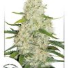 Dutch Passion Auto Orange Bud female seeds Dutch Passion Auto Orange Bud female seeds