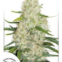 Dutch Passion Auto Think Big female Seeds  