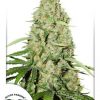 Dutch Passion Trance female Seeds  