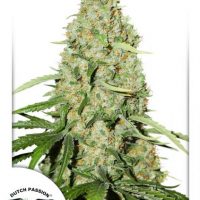 Dutch Passion Think Fast female seeds  
