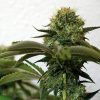 Barney's Farm Tangerine Dream female Seeds Barney's Farm Tangerine Dream female Seeds