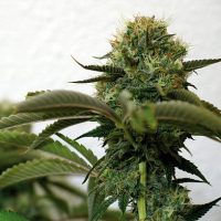 Barney's Farm Top Dawg female Seeds  