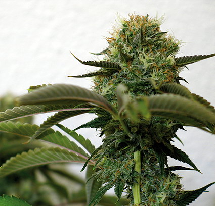 Barney's Farm Top Dawg female Seeds Barney's Farm Top Dawg female Seeds