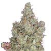 Heavyweight Seeds Superb OG female Seeds  