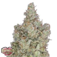 Heavyweight Seeds total Paralysis female seeds  