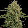 Discount Female Seeds Amnesia Female seeds  