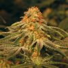 Barney's Farm Violator Kush female Seeds Barney's Farm Violator Kush female Seeds
