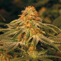 Barney's Farm Vanilla Kush female Seeds  