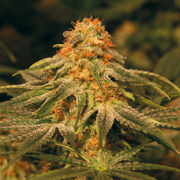 Barney's Farm Vanilla Kush female Seeds Barney's Farm Vanilla Kush female Seeds