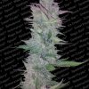 Paradise Seeds Wappa female  