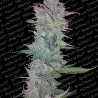 Paradise Seeds Vertigo Automatic female  