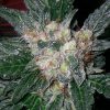 Barney's Farm Vanilla Kush female Seeds Barney's Farm Vanilla Kush female Seeds