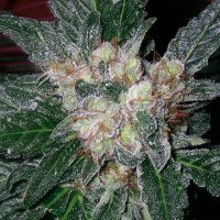 Barney's Farm Violator Kush female Seeds  