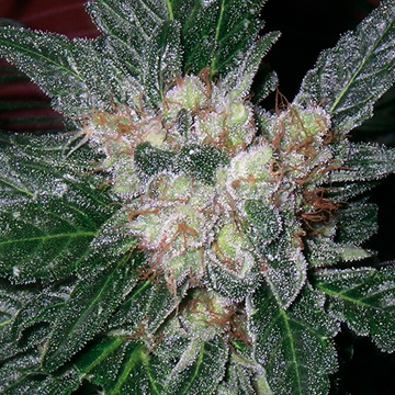 Barney's Farm Violator Kush female Seeds Barney's Farm Violator Kush female Seeds