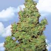 Flying Dutchmen Temple Haze female Seeds Flying Dutchmen Temple Haze female Seeds