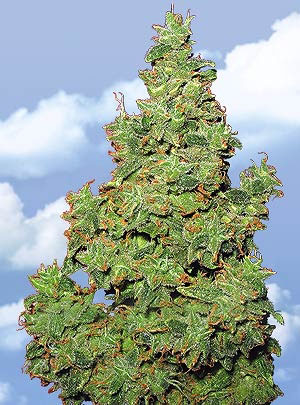 Flying Dutchmen Voyager female Seeds Flying Dutchmen Voyager female Seeds