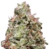 Heavyweight Seeds total Paralysis female seeds  